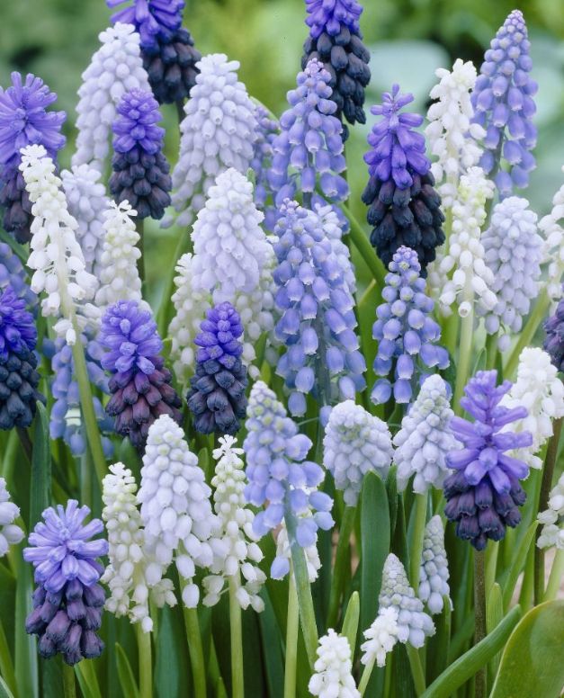 Muscari Mix (per veelvouden van 100 stuks)